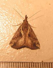 Hypena varialis