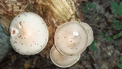Pluteus pellitus