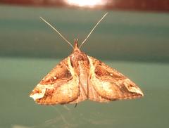 Hypena varialis