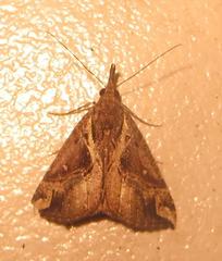 Hypena varialis
