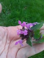 Lamium purpureum
