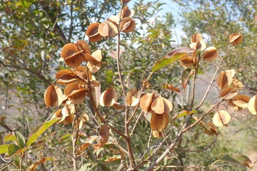 Image of Combretum padoides by no rights reserved