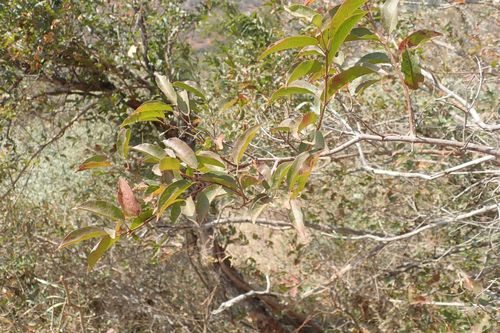 Image of Combretum padoides by no rights reserved