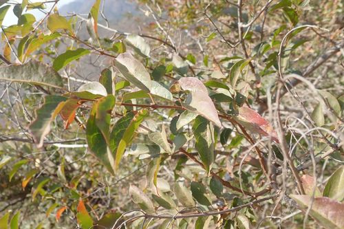 Image of Combretum padoides by no rights reserved