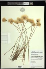 Eriophorum × medium