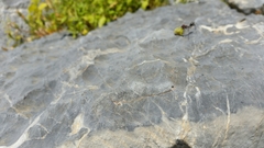 Cataglyphis nodus