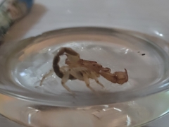 Euscorpius aquilejensis