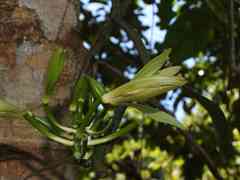 Vanilla odorata