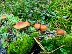 Galerina sideroides