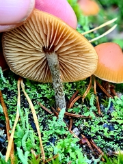 Galerina sideroides