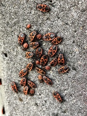 Pyrrhocoris apterus