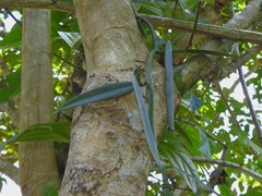 Vanilla odorata