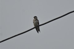 Hirundo aethiopica