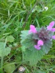 Lamium purpureum