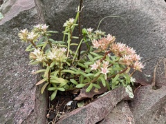 Sedum cockerellii