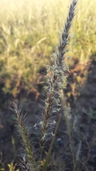Muhlenbergia phleoides