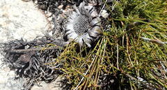 Protea montana