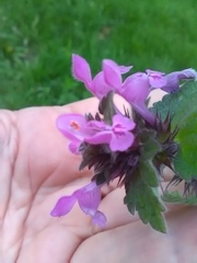 Lamium purpureum