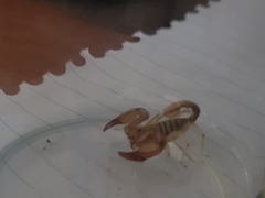 Euscorpius aquilejensis