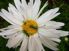 Hypocrites claviger claviger