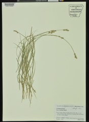 Carex hyalina