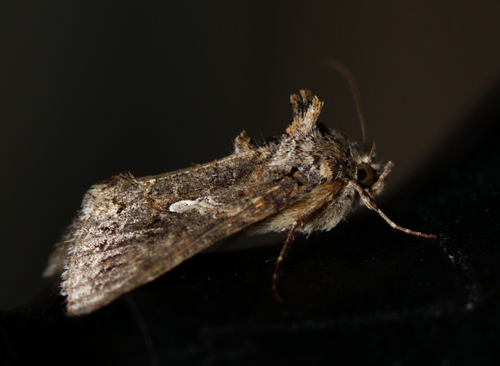 Cabbage Looper Moth