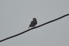Hirundo aethiopica