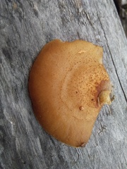 Crepidotus