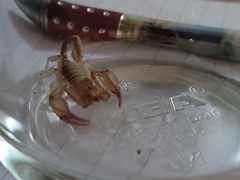 Euscorpius aquilejensis