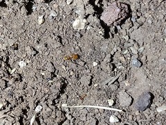 Pheidole cerebrosior