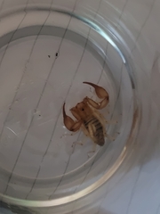 Euscorpius aquilejensis