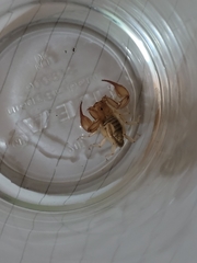 Euscorpius aquilejensis