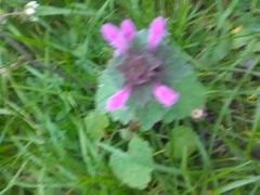 Lamium purpureum