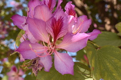 Bauhinia variegata