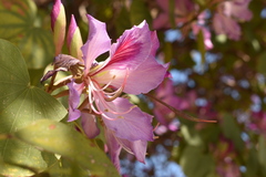 Bauhinia variegata