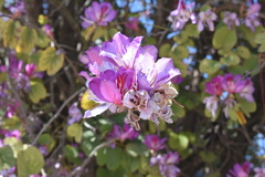 Bauhinia variegata