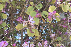 Bauhinia variegata