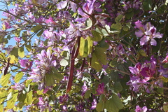 Bauhinia variegata