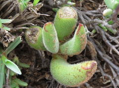 Cotyledon campanulata