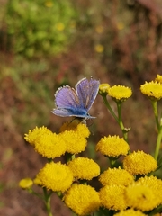 Polyommatus icarus