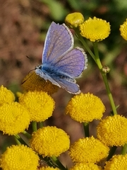 Polyommatus icarus