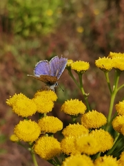 Polyommatus icarus