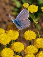 Polyommatus icarus
