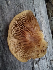 Crepidotus