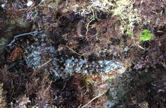 Astrometis sertulifera