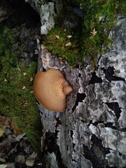 Crepidotus