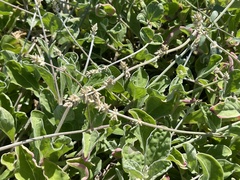 Froelichia xantusii