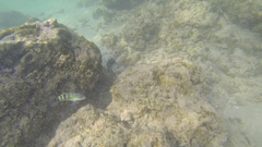 Thalassoma jansenii