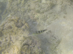 Thalassoma jansenii