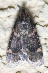Aglossa cacamica